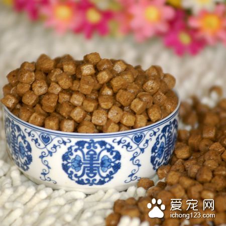 紐萃派狗糧怎麼樣 吃狗糧會提高免疫力