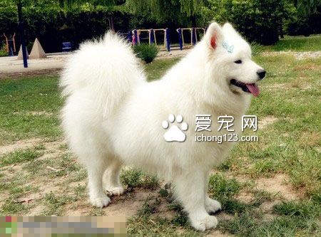 銀狐犬吃什麼狗糧 幼犬還是以母乳為主