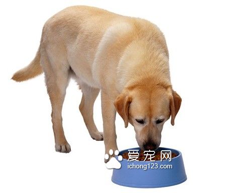 藍氏狗糧多少錢 呵護腸胃提高免疫力