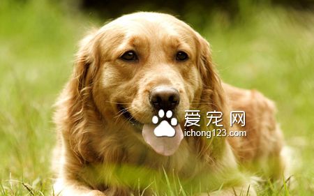 金毛不吃狗糧可以嗎 5招讓金毛愛上吃狗糧