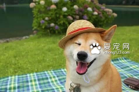 柴犬吃什麼狗糧好 以魚肉和無谷類的配方
