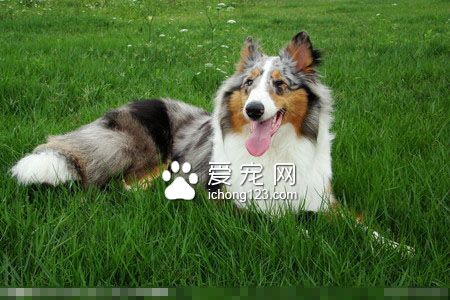蘇牧吃什麼狗糧好 蘇牧幼犬不要喂牛奶