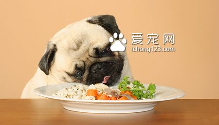 普通狗糧多少錢 選擇狗愛吃的狗糧是關鍵