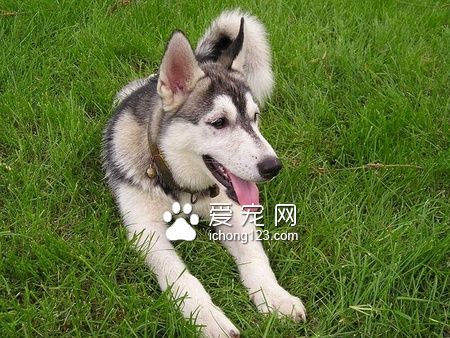 一般的狗糧多少錢 從幾元到幾十元不等