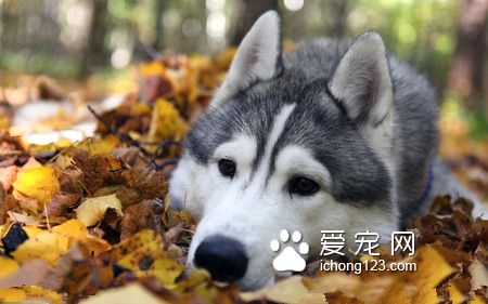 哈士奇狗糧哪個牌子好 據狗實際的需求來選擇