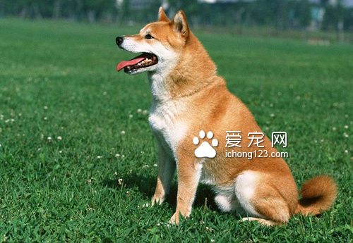 大型犬吃什麼狗糧好 注意鈣質的補充