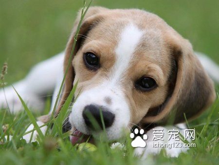 寵物狗狗糧多少錢 也可自制狗糧給狗吃