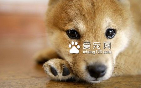 安貝狗糧怎麼樣 根據狗的品種選擇狗糧