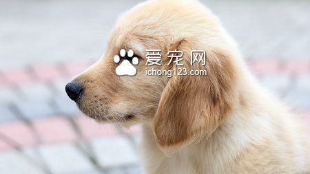 澳麗得狗糧怎麼樣 零食不能和狗糧拌著喂