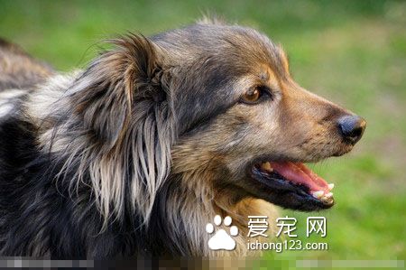 麥頓狗糧多少錢一斤 單價在27-34元一斤