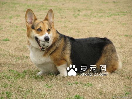 品尼高狗糧怎麼樣 狗糧具有4大優點