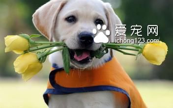 國產什麼狗糧好 購買散裝請注意衛生