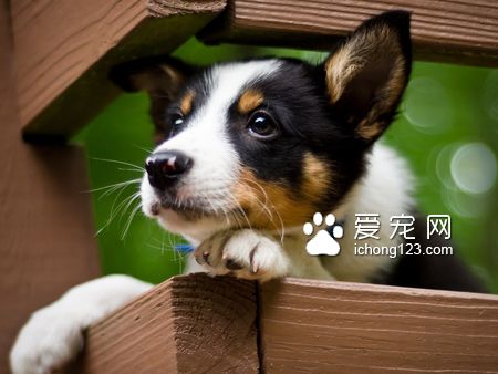勁悅狗糧怎麼樣 三個方法來鑒別狗糧