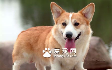 狗糧一個月多少錢 優質狗糧含有3種成分