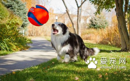 素力高狗糧怎麼樣 素力高狗糧是天然糧