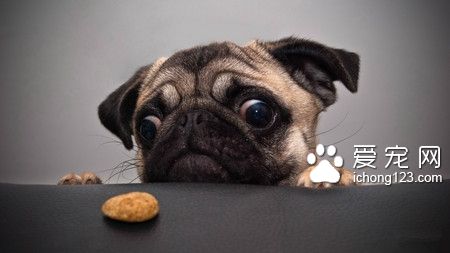 優卡狗糧是天然糧嗎 天然糧比較昂貴