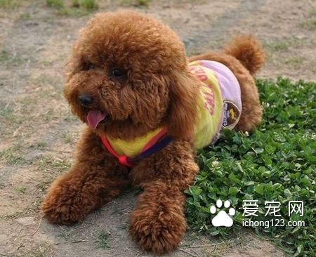 泰迪狗糧多少錢 一般有幾元到幾百元不等
