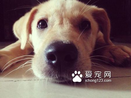 進口狗糧什麼牌子好 進口狗糧排行榜