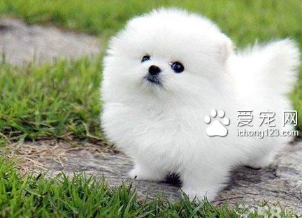 博美幼犬吃什麼狗糧好 健康營養搭配