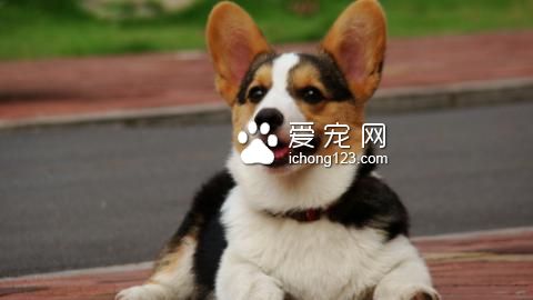 柯基吃什麼狗糧好 喂飼食物的量要適度