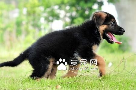 牧羊犬吃什麼狗糧 運動量大需喂食肉類