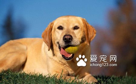 小狗吃什麼會死 狗狗不能吃的12種食物
