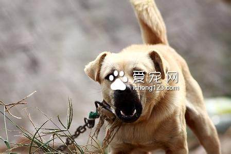 狗咬人後狗會死嗎 被狗咬後要打狂犬疫苗