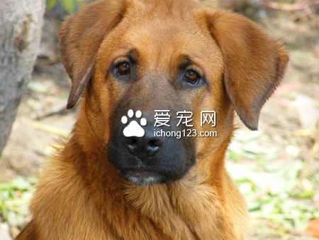 狗打疫苗會死嗎 健康的狗才可以打疫苗