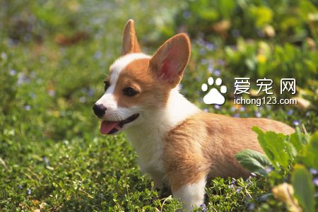 狗吃什麼馬上死 不要給狗狗吃魚骨頭