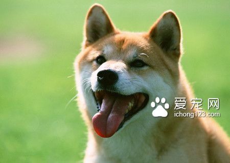 什麼狗最不容易死 據英國標准狗分為6大類