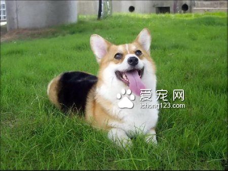 狗幾天不吃飯會死 5大原因易致狗不吃飯