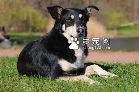 狗吃什麼會死 狗狗不能吃的12類食物