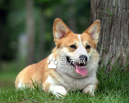 狗死了怎麼辦 狗狗遺體的處理方法