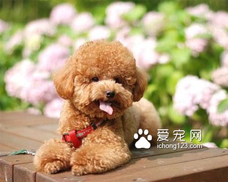 兩個月的泰迪吃多少狗糧 狗糧泡軟後喂食