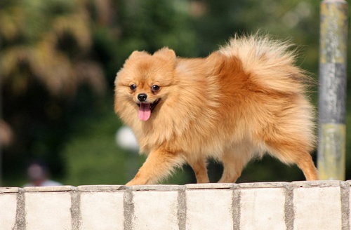 博美犬吃什麼狗糧好 博美犬的喂食要點