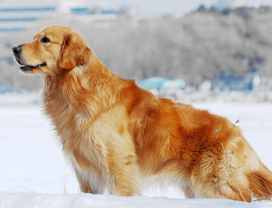金毛犬吃什麼狗糧好 盡量選擇進口天然糧
