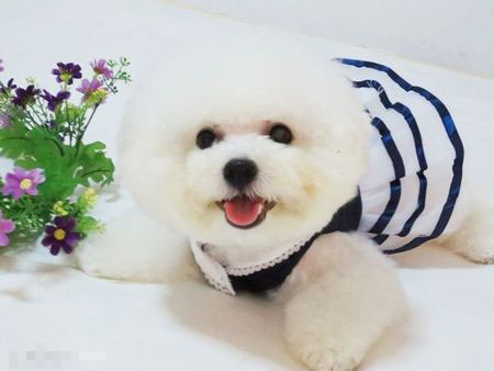 快樂到家裡面的狗是什麼狗 白色的貴賓犬