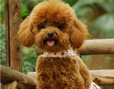 卷毛狗是什麼狗 卷毛狗是貴賓犬也稱泰迪犬