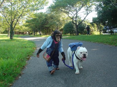 阿占是什麼狗 阿占是頭牛犬俗稱老虎狗