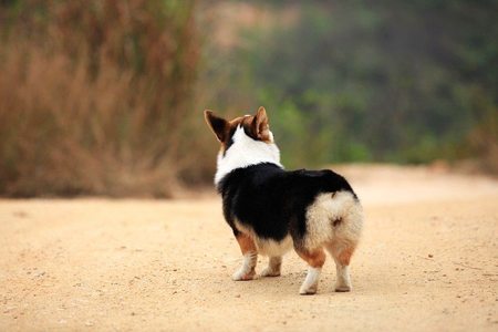 沒有尾巴的狗是什麼狗 是阿登牧牛犬