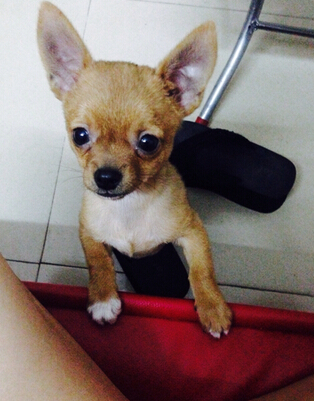 小鹿犬能長多大 迷你杜賓犬性格溫和