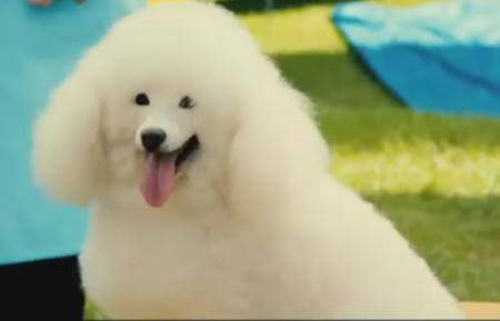 快樂到家樂樂是什麼狗 是超萌貴賓犬