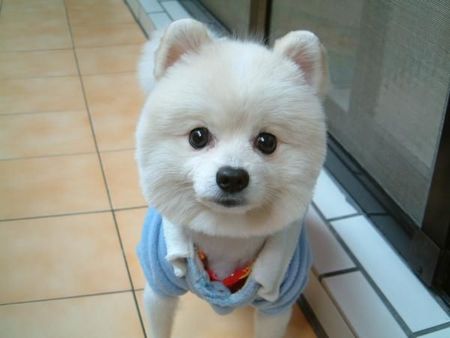 定春是什麼狗 是日本漫畫《銀魂》中的寵物