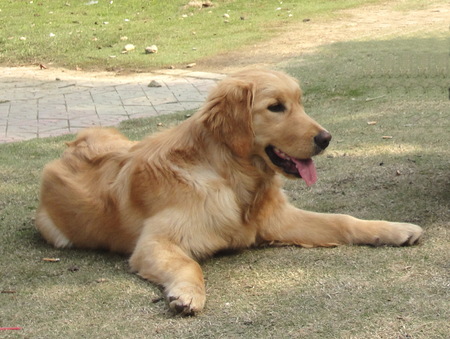 母金毛能長多大 是三大無攻擊性犬種之一