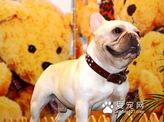 在家適合養什麼狗 有小孩家庭養的5種狗