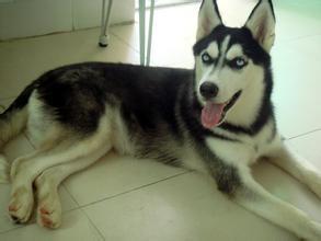被狗咬過怎麼辦 清理傷口及時注射狂犬疫苗