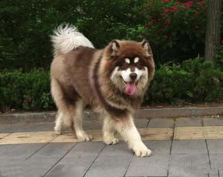 狗咬了一定要打針嗎 應及時注射狂犬疫苗