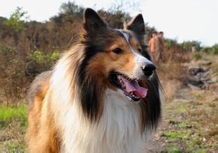 沒被狗咬能打狂犬疫苗嗎 可以提前預防