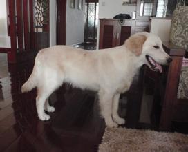 狗為什麼不咬主人 因為它的主人飼養它