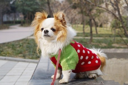 狗要穿衣服嗎 它們的皮毛其實就是外衣